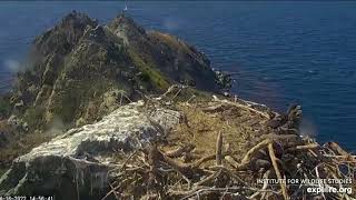 EXPLOREorg West End Bald Eagles Dr Sharpe saves the day  WE3 back on nest 15 Apr 2022 [upl. by Dachy558]