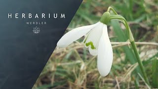 Galanthus nivalis  Common Snowdrop [upl. by Auka584]