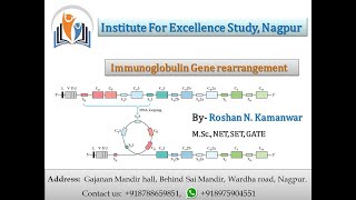 Immunoglobulin Gene Rearrangement [upl. by Ereynihc259]