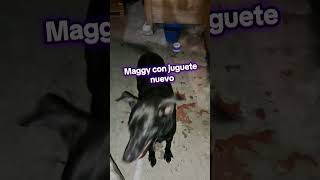 Juguete nuevo de Maggy 🦜 CapturaEsterilizaLibera adoptanocompres perro rescatedeanimales [upl. by Cyrillus750]