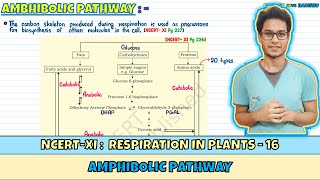 Respiration in Plants Lec 16 Amphibolic Pathway Class 11 NEET Harishu [upl. by Ariak]