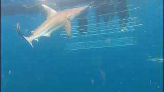 Shark cage diving experience [upl. by Yrelbmik731]