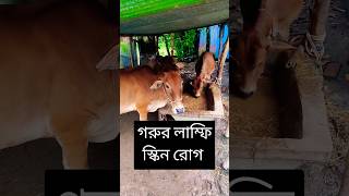 গরুর চর্ম রোগ  cow Lumpy skin disease😭shorts shortsfeed cow [upl. by Ketti]