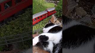 Schon wieder beim Nickerchen gestört gartenbahn gardenrailway katze [upl. by Kenwood527]