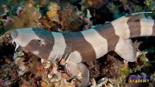 Longtail Carpet Sharks  SHARK ACADEMY [upl. by Nnaillij]