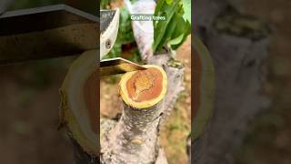 How to graft a plants  grafting fruits trees gardening grafting [upl. by Kipp454]