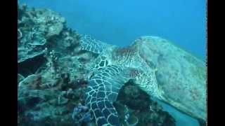 Samoa  Dive Savaii [upl. by Sivrahc]