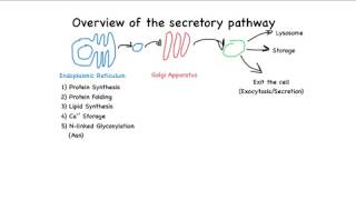 Overview of the secretory pathway [upl. by Icyac280]