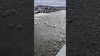 A squadron of pelicans working together 👍😆pelicans birds americanwhitepelican river dam shorts [upl. by Eilahtan459]