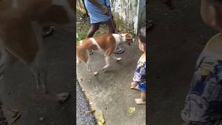 vaccine എടുത്തിട്ടുള്ളവരവാdogvaccinationdoglover [upl. by Roxi]