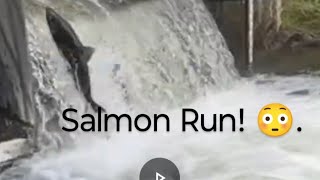 Salmon Run at Bowmanville🫢 salmonrun nature fishing livestream [upl. by Duane]