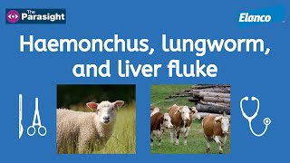 Liver fluke Haemonchus and lungworm [upl. by Yanarp981]