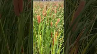 Bulrush fieldCỏ đuôi mèoCây bồ hoàng [upl. by Marb]