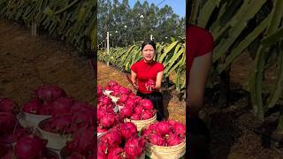 She is Very Worried That Dragon Fruits are not Selling  Amazing Fruit Farming shortsvideo shorts [upl. by Ohs934]