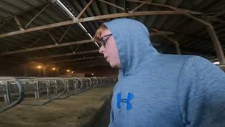 Putting Over Dry Cows  Milking Cows Vlog [upl. by Kcid854]