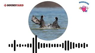 Eurasian Coot Fulica Atra Sound Eurasian Coot Call and Song Audiogram Version [upl. by Penman]