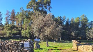 Beautiful farm with accommodation ready to go central portugal bargain too [upl. by Reeves27]