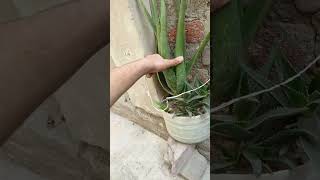 how to support alovera plant alovera plant careyoutube hrplantology trending [upl. by Iila]