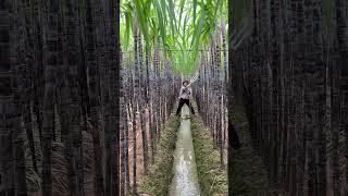 A small household sprinkler is used to water sugarcane [upl. by Tremml]