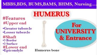 HUMERUSHUMERUS BONEUPPER LIMB ANATOMY [upl. by Nannaihr400]