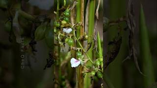 How to Grow Cardamom Using Simple Techniques plants shorts farming [upl. by Nosa600]