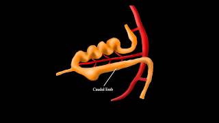 Embryological Rotation of the Midgut [upl. by Akitan]