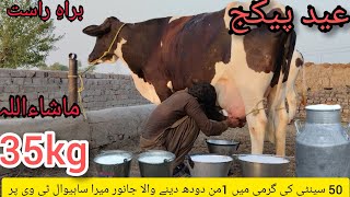 03451099392 Jersey cow sale in Punjab 2024  Jersey cow in Pakistan Sahiwal cow milking 17june [upl. by Eittol100]