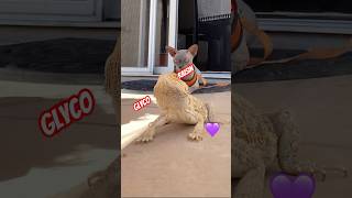 We took our Hairless Cat Raisin and Bearded Dragon Outside cute pets animals tiktok [upl. by Yong478]