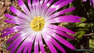 Flowers of Namaqualand [upl. by Yesrod]