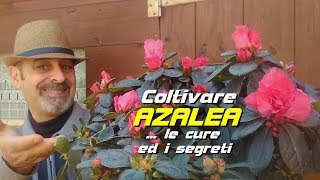 COLTIVARE LAZALEA E LE CURE [upl. by Ailliw914]