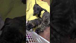 Brindle bullmastiff puppies playing LonelyCreek bullmastiff [upl. by Guerra]