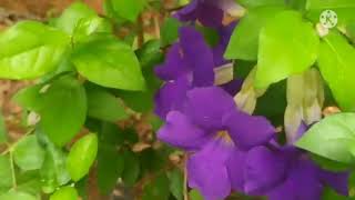 thunbergia erectaflowering plant [upl. by Hguh244]