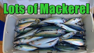 Lots of Mackerel amp the Lures We Use [upl. by Campney438]