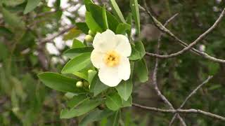 Gordonia lasianthus Loblolly Bay [upl. by Lael511]