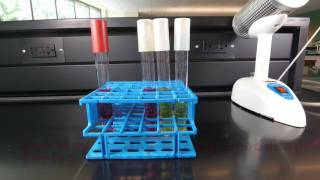 Fermentation of Carbohydrates [upl. by Anse]