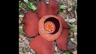 Rafflesia Hunt in Thailand Khao Sok [upl. by Weil421]