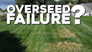 Overseed Failure  4 week update [upl. by Durnan]