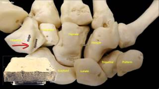 Osteology of the hand [upl. by Ahsert]