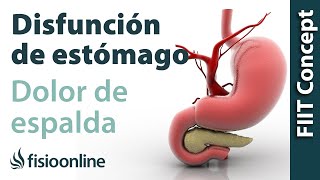 Disfunciones de estómago y dolor de espalda dorsal cervical hombro  Causas y tratamiento [upl. by Yellah]