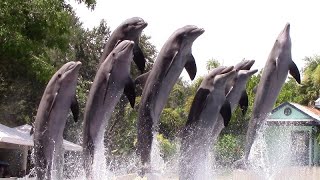 Dolphin Adventures Full Show  SeaWorld Orlando  July 20 2022 [upl. by Baily]