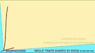 BIRD EVOLUTION CLADOGRAM THEROPODS [upl. by Batty]