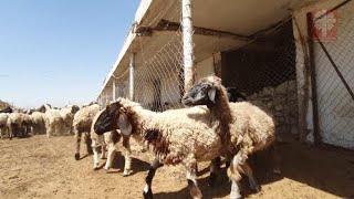 مشروع المواشي المشترك في زاخو  Common livestock project in Zakho district [upl. by Georgeta357]