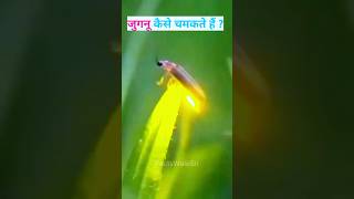 जुगनू कैसे चमकते हैं   facts firefly jugnu [upl. by Ahsieyt]