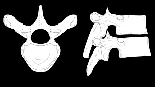 Vertebral landmarks [upl. by Farah]