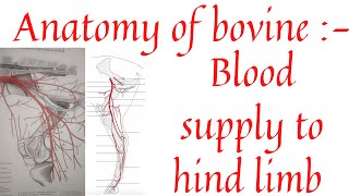 Blood supply to hindlimb  Arterial branches of hindlimb  Quadrification of abdominal aorta [upl. by Elnukeda]