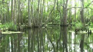 Louisiana Bayou [upl. by Koosis]