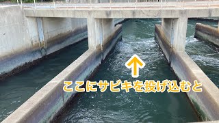 温排水が流れ出る『火力発電所』で釣りすると（碧南海釣り公園） [upl. by Chak533]