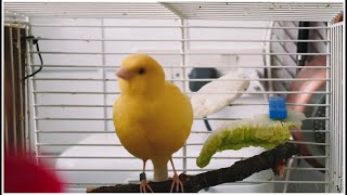 Yellow Male Canary Bird Singing Whistling Training Song [upl. by Duff]