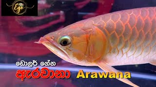 Arawana fish ll ඇරවානා [upl. by Solley]