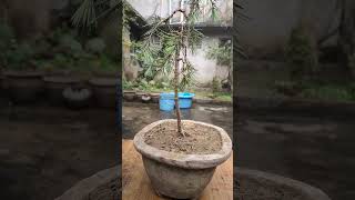 CEDRUS DEODARA BONSAI TREE cedar pine bonsai bonsaikingdom bonsaitree plants nature tree [upl. by Nosoj]